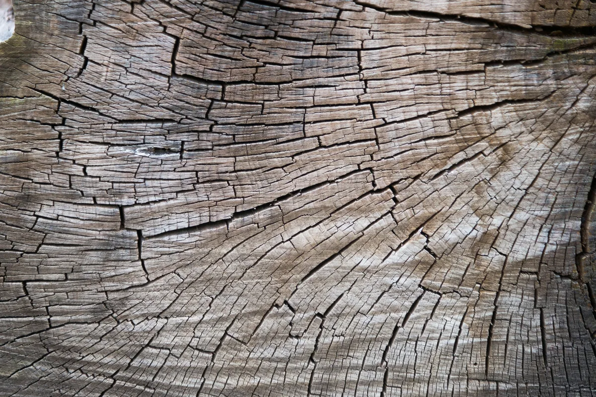 Cross-section of an engineered wood plank showing the real hardwood wear layer over an alternating cross-ply core